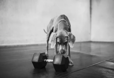 Top 10 Workouts to Do With Your Dog for a Fun & Fit Lifestyle