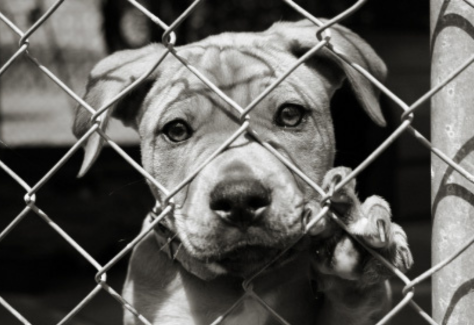 Adopt, Don't Shop: Why Adopting Pets Is Better for Animals and Society